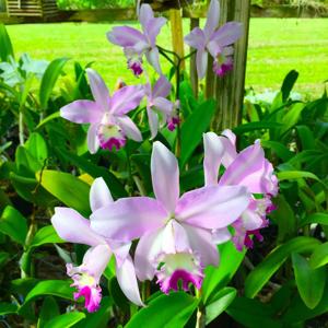 Laeliocattleya Angel Heart