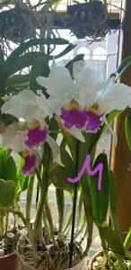 Cattleya Harold