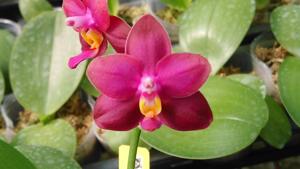 Phalaenopsis Zheng Min Pheasant