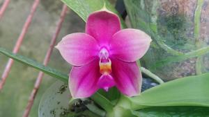 Phalaenopsis Zheng Min Wisteria