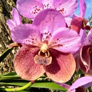 Vanda Filipino