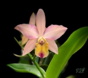 Cattlianthe Orchidglade