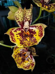 Catasetum Susan Fuchs