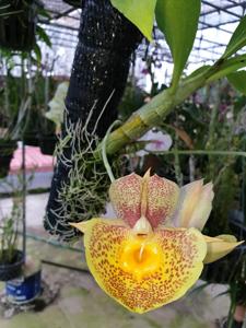 Catasetum Orchidglade