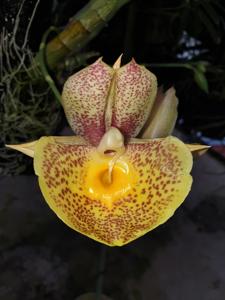 Catasetum Orchidglade