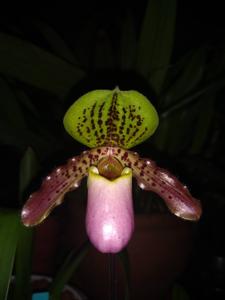 Paphiopedilum Tropical Magic