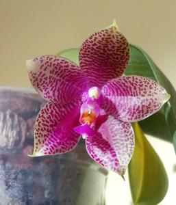 Phalaenopsis Gigabell