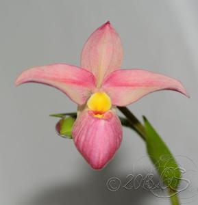 Phragmipedium Hanne Popow