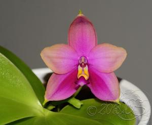 Phalaenopsis Zheng Min Rainbow