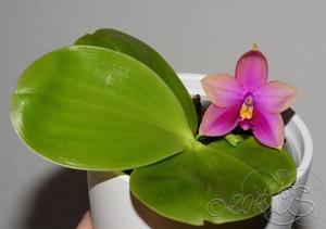 Phalaenopsis Zheng Min Rainbow