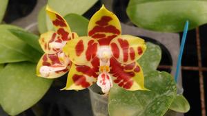 Phalaenopsis Zheng Min Yak