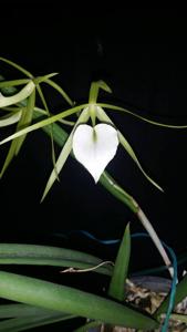 Brassavola Little Stars