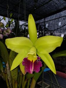 Rhyncholaeliocattleya Greenwich