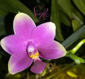 Phalaenopsis Vio Vio