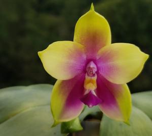 Phalaenopsis Yaphon Batman