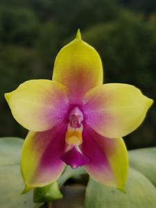 Phalaenopsis Yaphon Batman