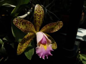 Cattleya Quinquecolor