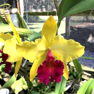 Rhyncholaeliocattleya Alma Kee