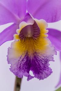 Cattleya Berlin Spirit