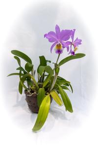 Cattleya Berlin Spirit