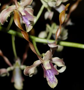 Dendrobium Jairak Helix