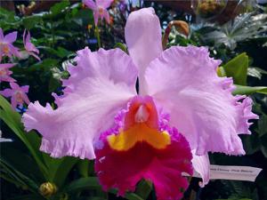 Rhyncholaeliocattleya Pamela Finney