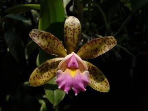 Cattleya Quinquecolor