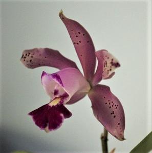 Cattleya Seu Alberto