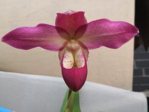 Phragmipedium Peruflora's Spirit