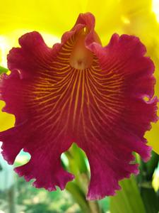 Rhyncholaeliocattleya Alma Kee