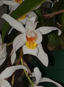 Coelogyne Unchained Melody