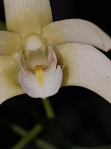 Dendrobium Golden Nuggett