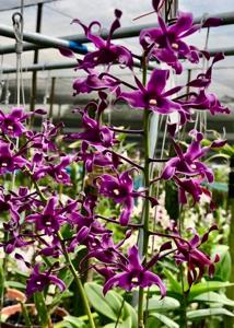 Dendrobium OSSEA 90th Anniversary