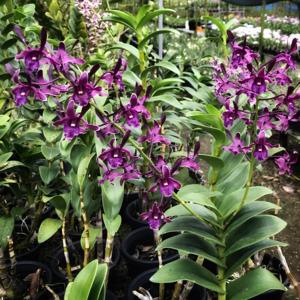 Dendrobium OSSEA 90th Anniversary