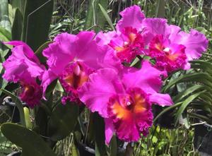 Rhyncholaeliocattleya Memoria Crispin Rosales