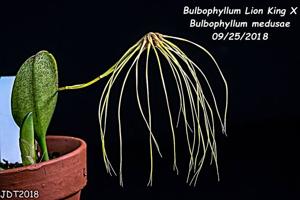 Bulbophyllum Lion King-medusae