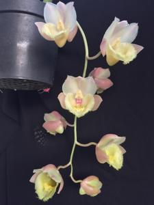 Clowesetum Cosmo-Grace