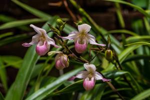 Phragmipedium sedenii