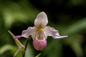 Phragmipedium sedenii