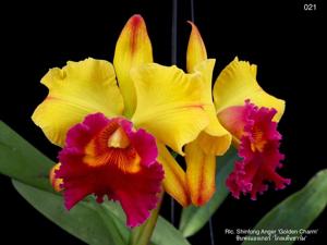 Rhyncholaeliocattleya Shinfong Anger