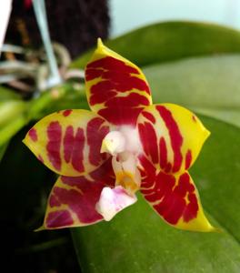 Phalaenopsis Brother Ambo Passion