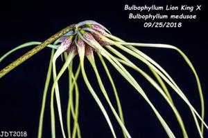 Bulbophyllum Lion King-medusae