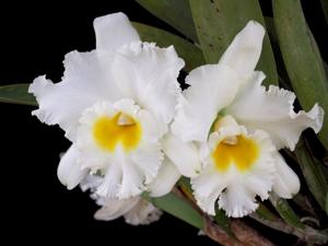 Rhyncholaeliocattleya Petch Sayam