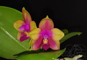 Phalaenopsis Zheng Min Sputtering