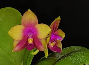 Phalaenopsis Zheng Min Sputtering