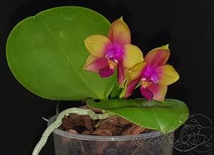 Phalaenopsis Zheng Min Sputtering