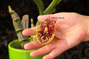 Catasetum Penang