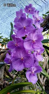 Vanda Grand Lady