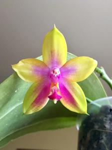 Phalaenopsis Dragon Tree Eagle-TH Lola GIrl