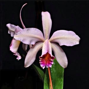 Cattleya Oh Hock Neo